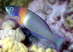 Thalassoma duperrey