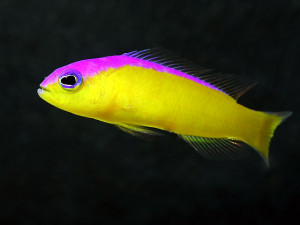 Pictichromis diadema