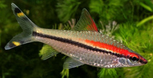 Sahyadria denisonii