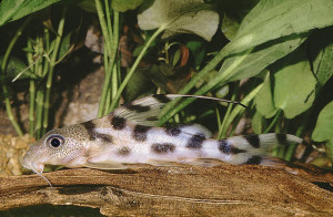 Synodontis decora