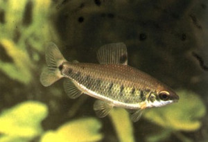 Distichodus decemmaculatus