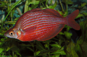 Glossolepis dorityi