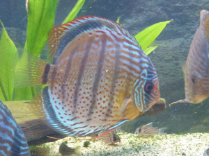 ZZ Symphysodon discus tarzoo