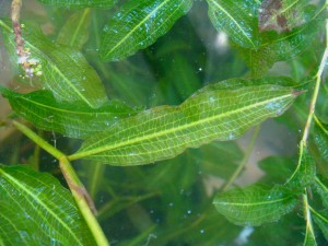 Potamogeton dentatus