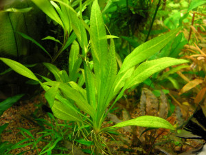 Echinodorus var. ''Tricolor''