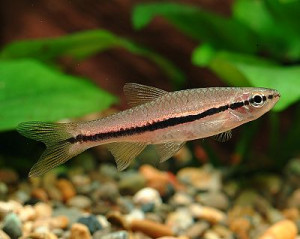 Rasbora einthovenii