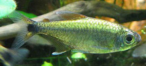 Hyphessobrycon eos