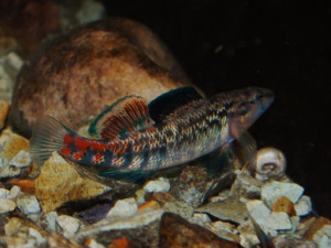 Etheostoma spectabile