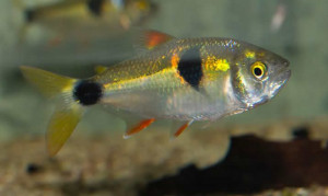 Exodon paradoxus