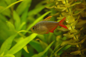 Hyphessobrycon ecuadoriensis