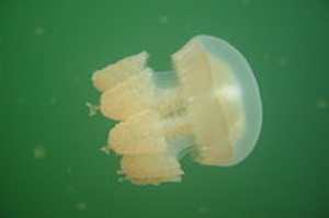 Entacmaea medusivora