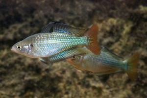 Melanotaenia fluviatilis