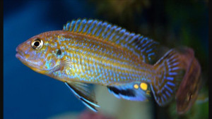 Labidochromis flavigulis