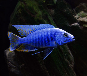 Sciaenochromis fryeri