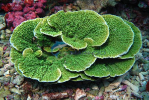 Montipora foliosa