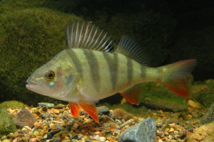 Poisson perca fluviatilis (perche) : fiche complète, paramètres, volume,  maintenance en aquarium, reproduction et nourriture