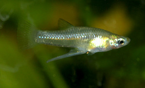 Girardinus falcatus