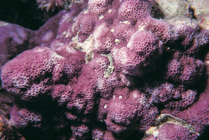 Montipora foveolata