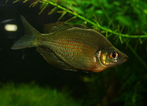 Glossolepis wanamensis