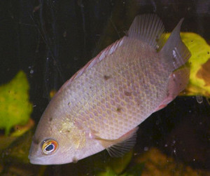Pristolepis grootii