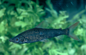 Pseudanos gracilis