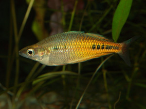 Glossolepis ramuensis