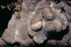 Goniopora stutchburyi