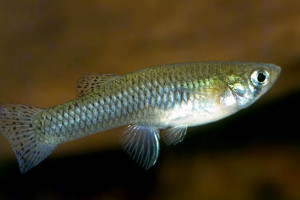 Gambusia vittata