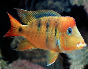 Geophagus Pellegrini