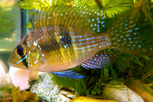 Gymnogeophagus meridionalis