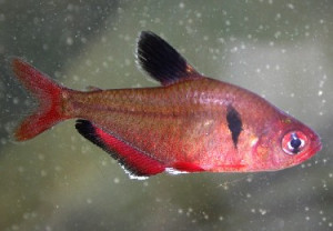 Hyphessobrycon griemi