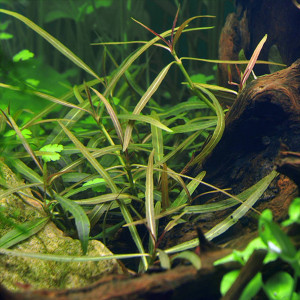 Hygrophila lancea