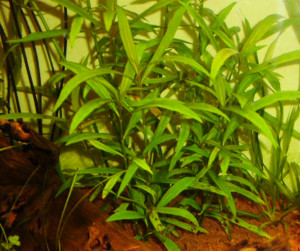 Hygrophila salicifolia