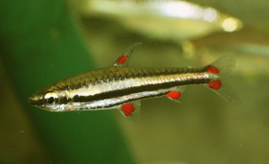 Nannostomus harrisoni