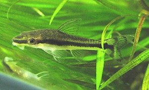 Otocinclus hasemani