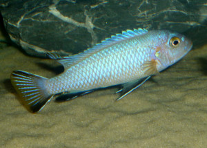 Pseudotropheus heteropictus