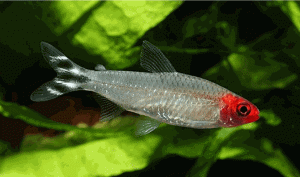 Hemigrammus rhodostomus