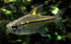 Hemigrammus ulreyi