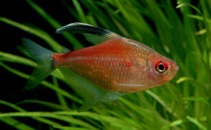 Hyphessobrycon pyrrhonotus