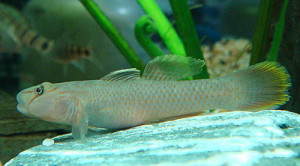 Rhinogobius henchuenensis