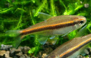 Hyphessobrycon vilmae