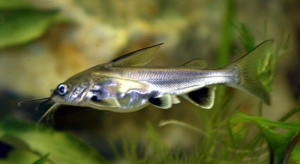 Hexanematichthys seemanni