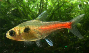 Hyphessobrycon roseus