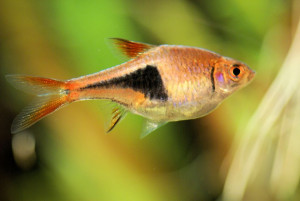 rasbora arlequin