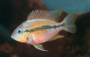 Thorichthys helleri