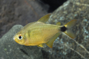 Hyphessobrycon loweae