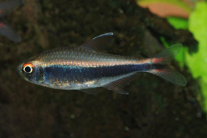 Hyphessobrycon peruvianus