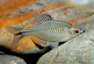 Tanakia himantegus