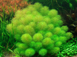 Limnophila indica