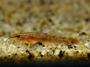 Neohomaloptera johorensis 